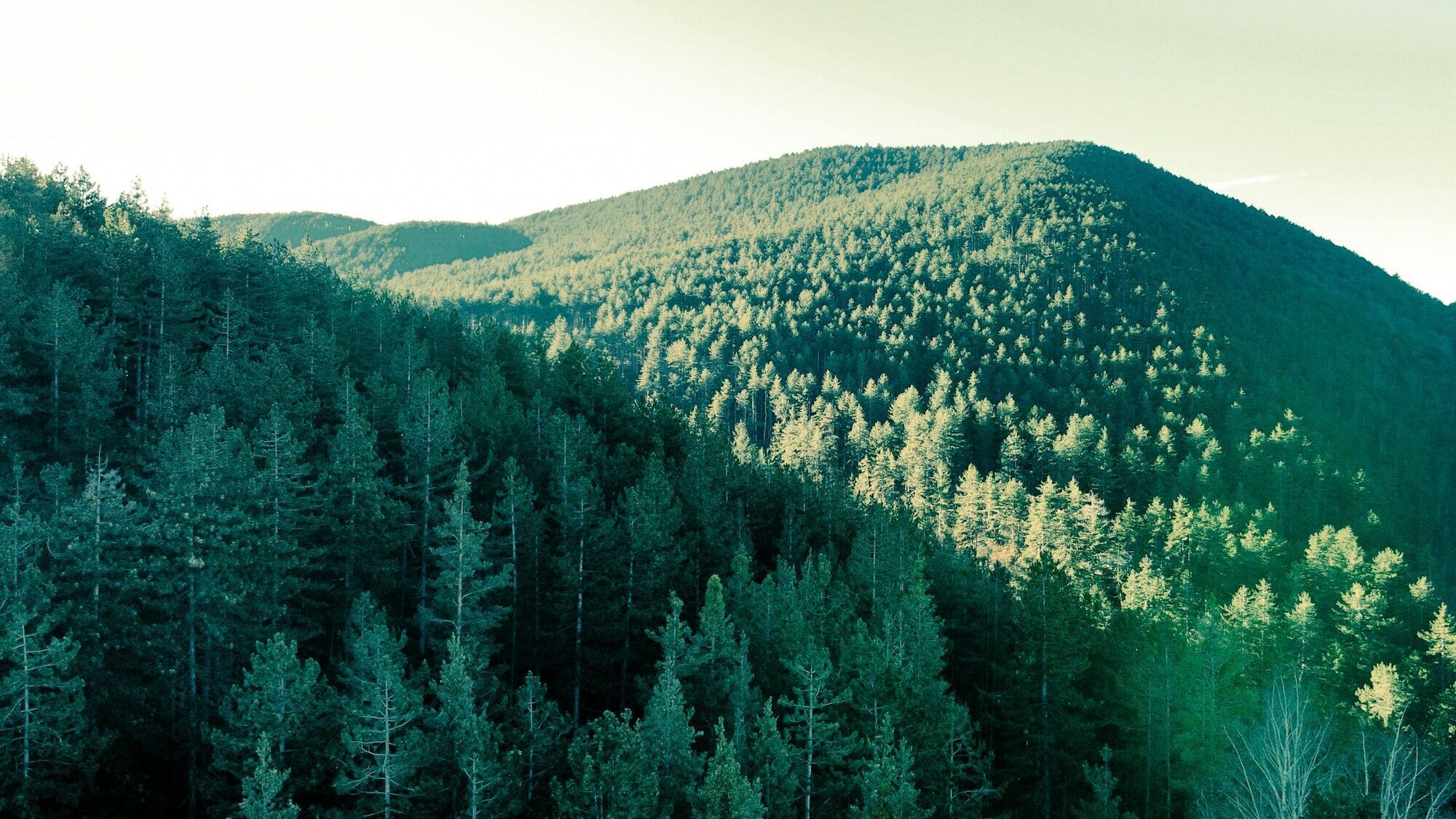 Forest landscape in Rhodope Mountains near Velingrad spa town