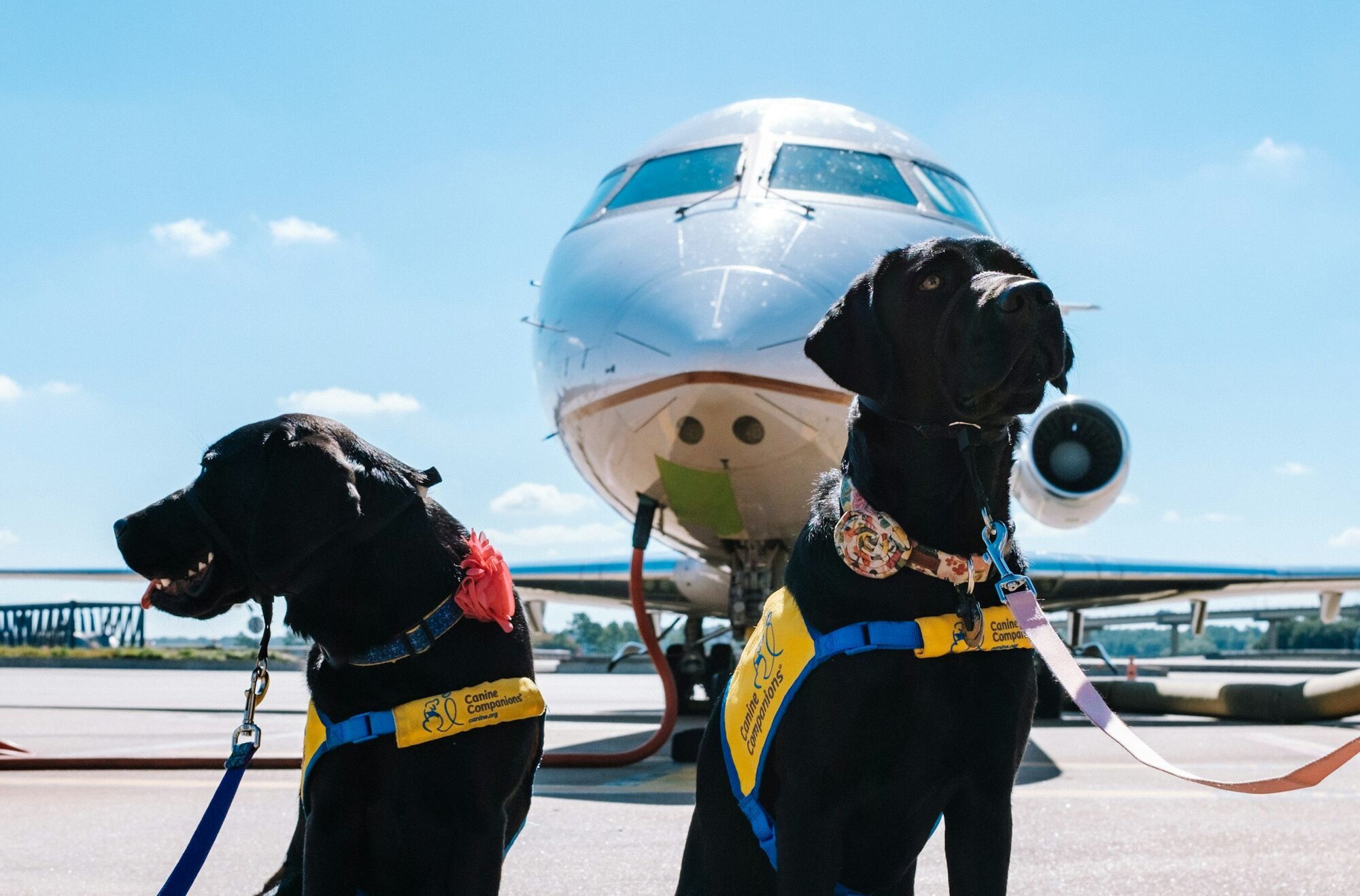 Two dogs wearing harnesses sitting in front of an aircraft on runway
