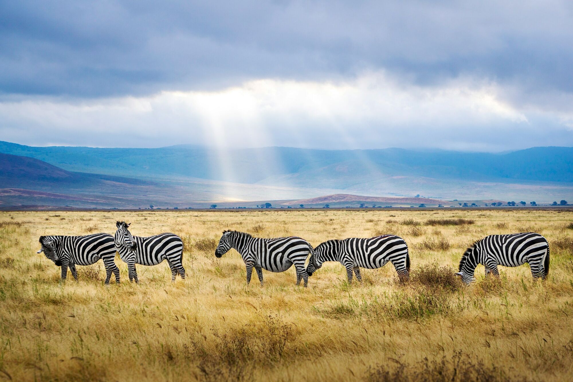 Zebras grazing on a Tanzanian savannah