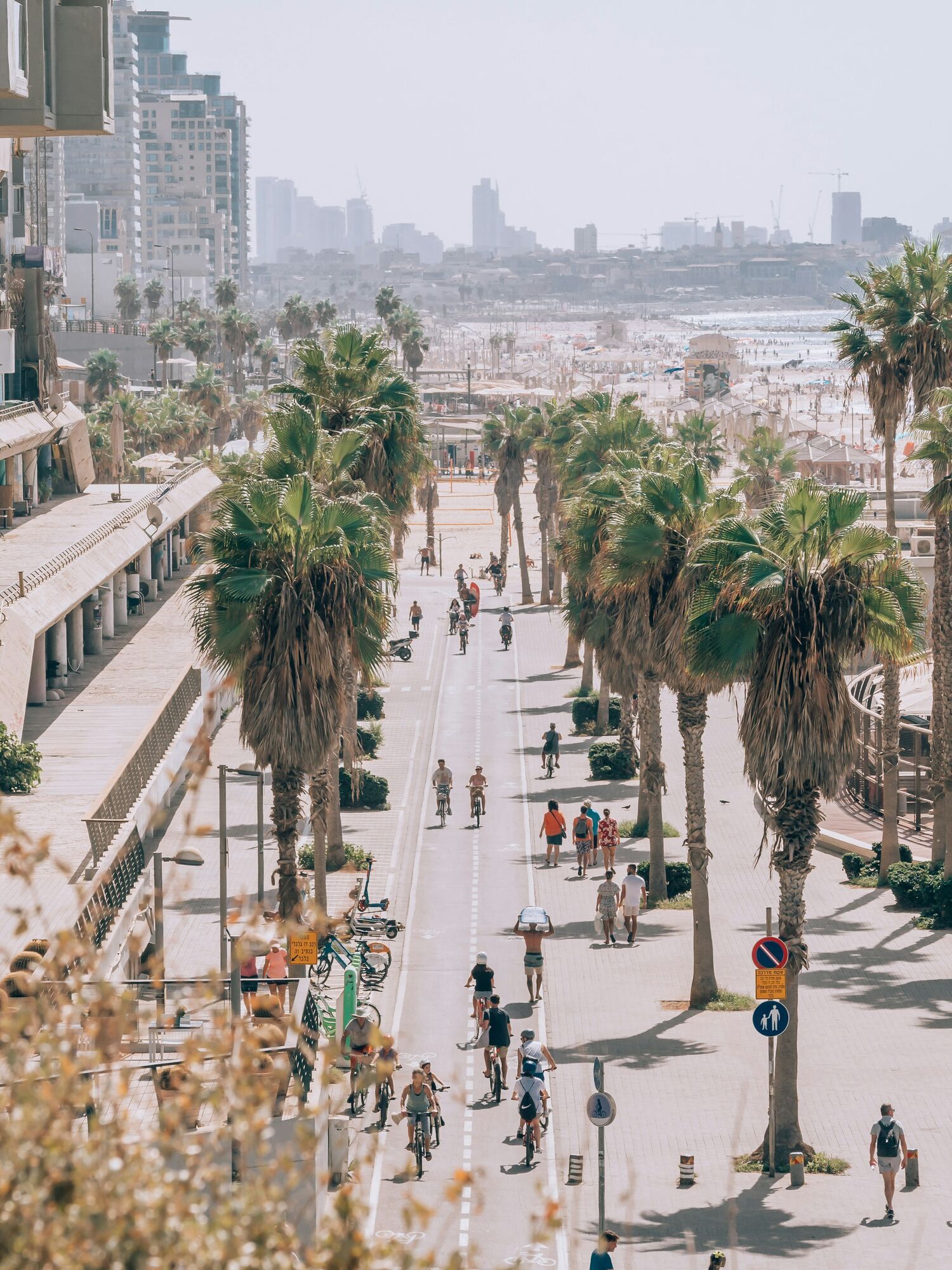 Palm-lined seaside promenade in Tel Aviv
