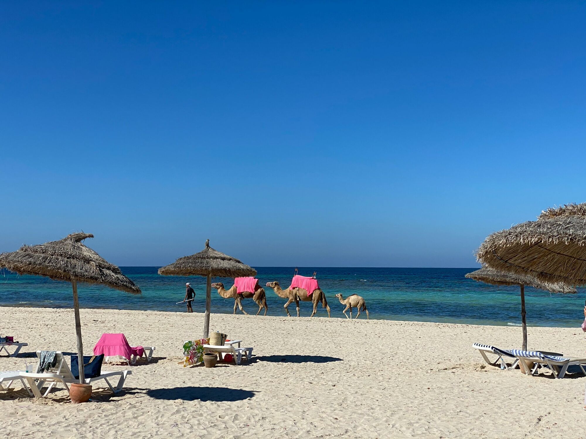 Camels walking along a sandy beach in Djerba, Tunisia