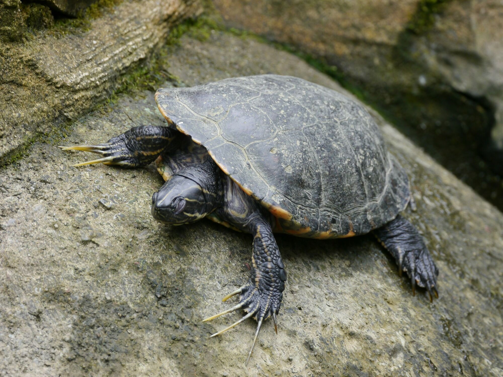 Turtle resting on rocks near water