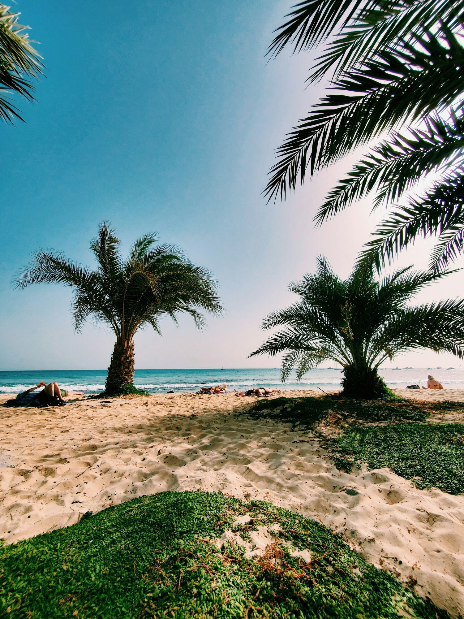 Palm trees on a sandy beach in Cape Verde