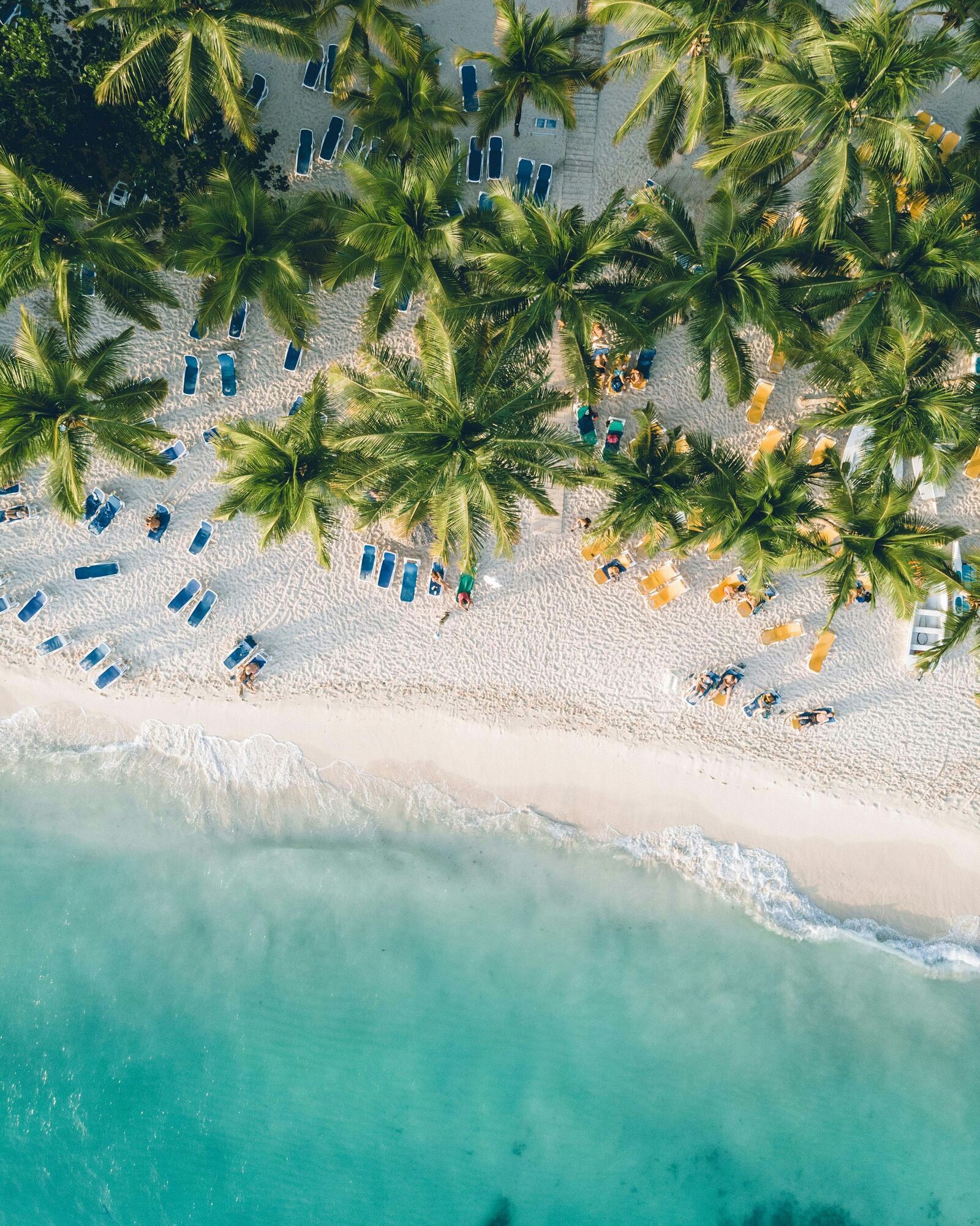Aerial view of a palm-lined beach in the Dominican Republic