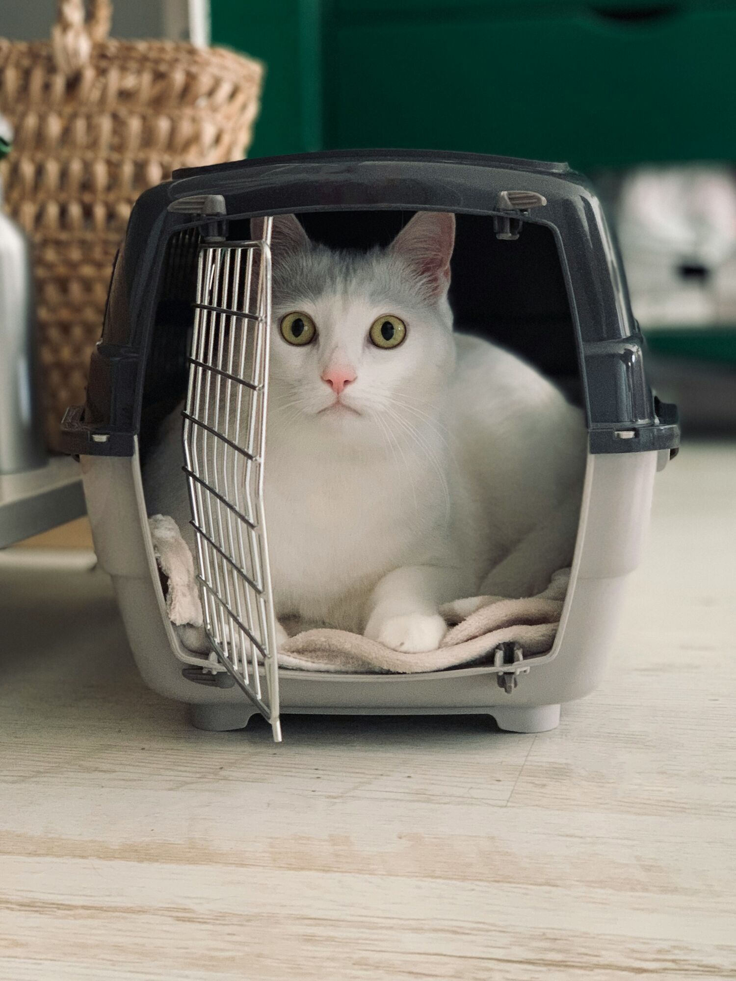 White cat inside an airline pet carrier