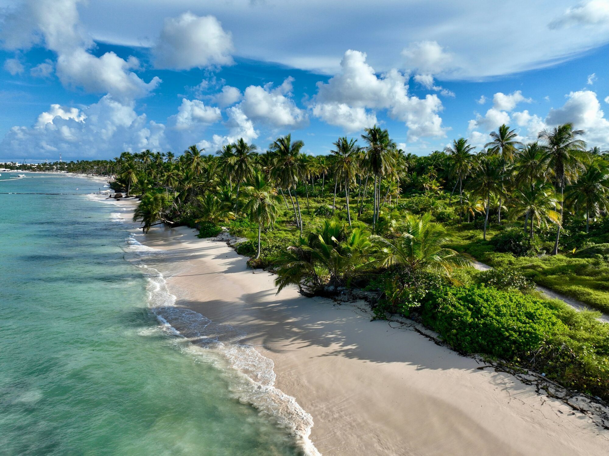 Palm-lined beach in the Caribbean