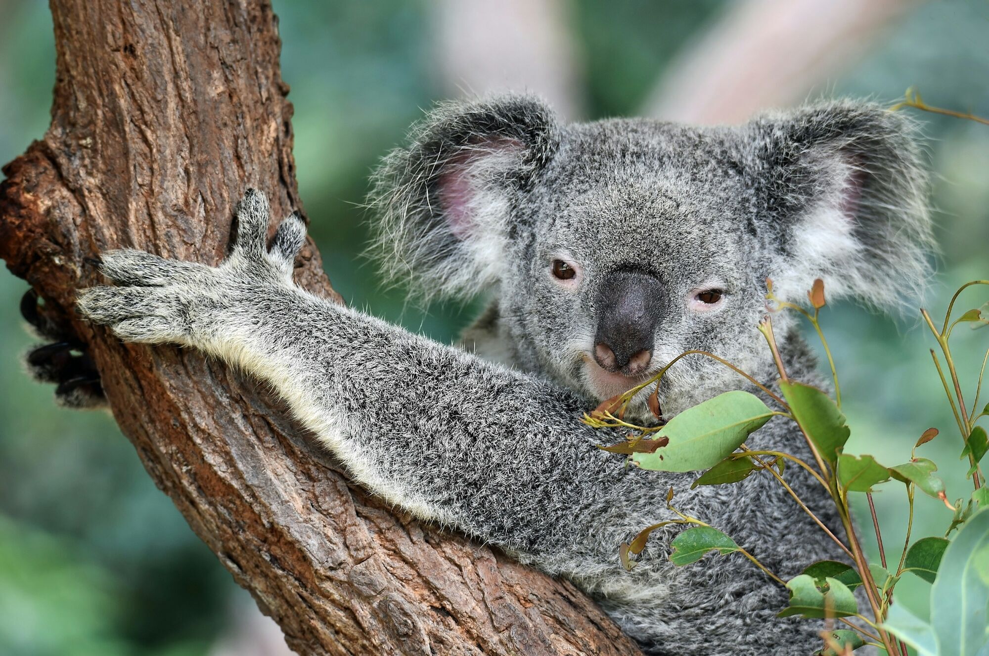 Koala resting in a eucalyptus tree