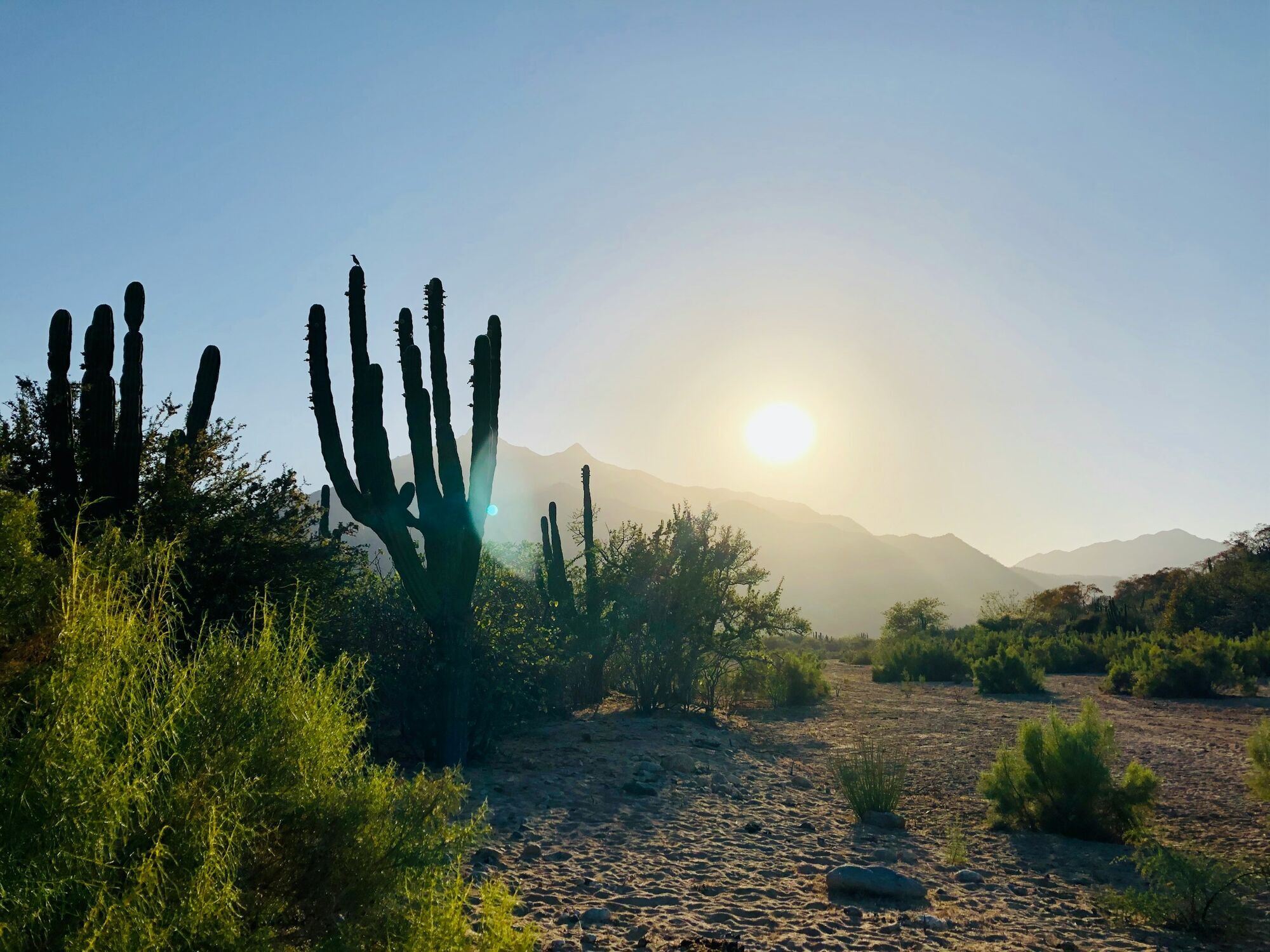 Cacti and mountains at sunset in Mexico