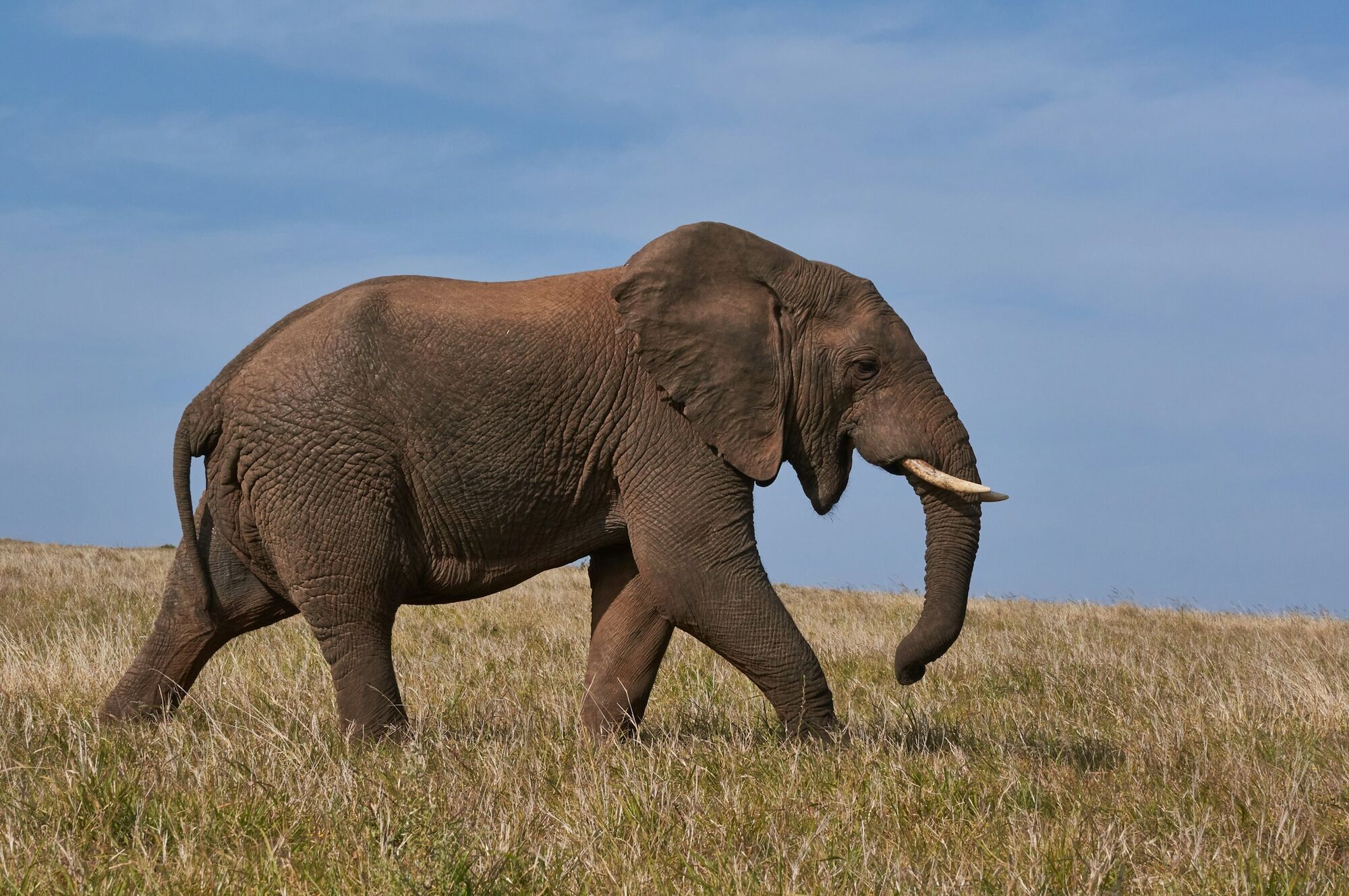African elephant walking across grassland