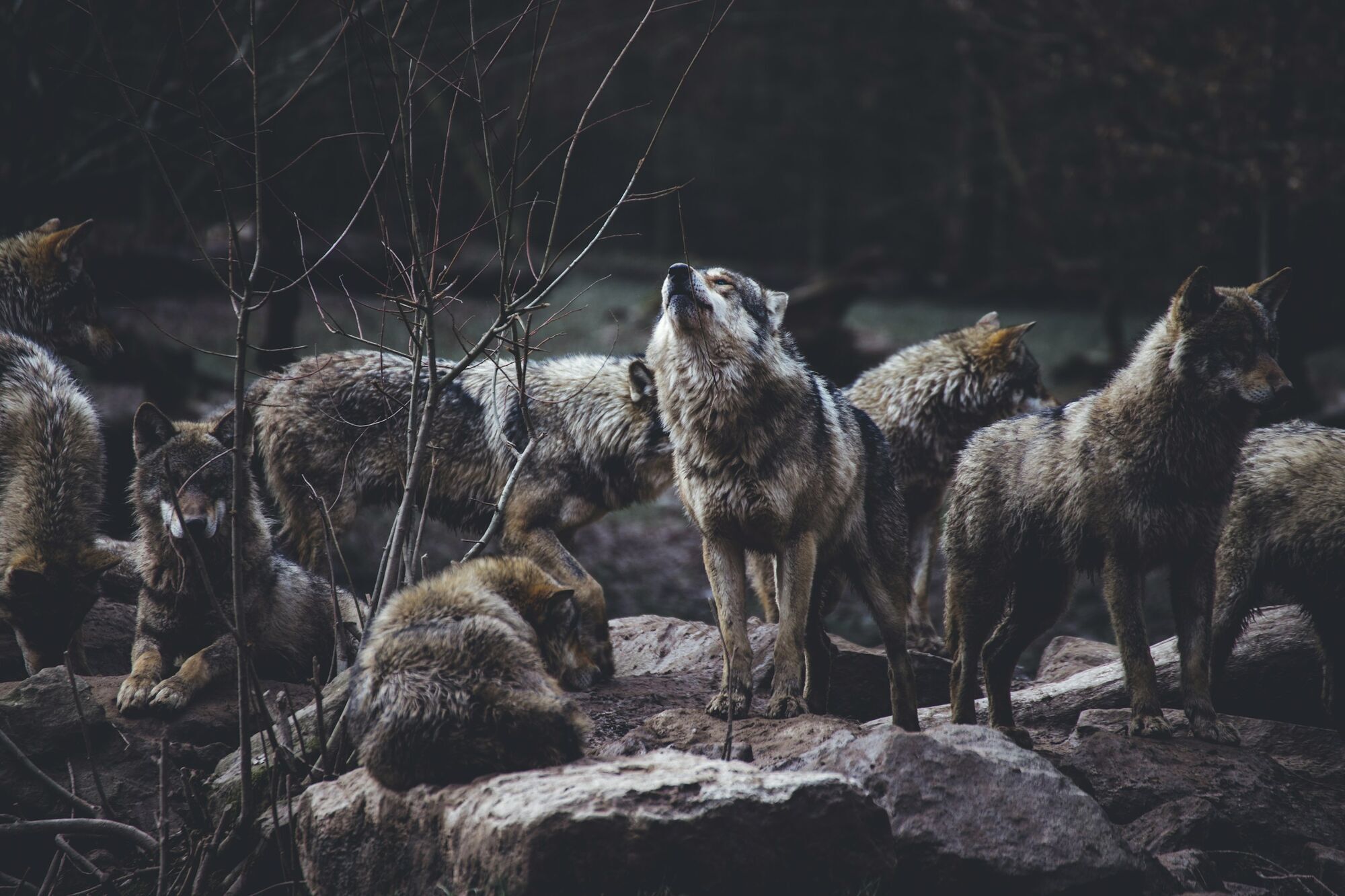 Pack of grey wolves in woodland