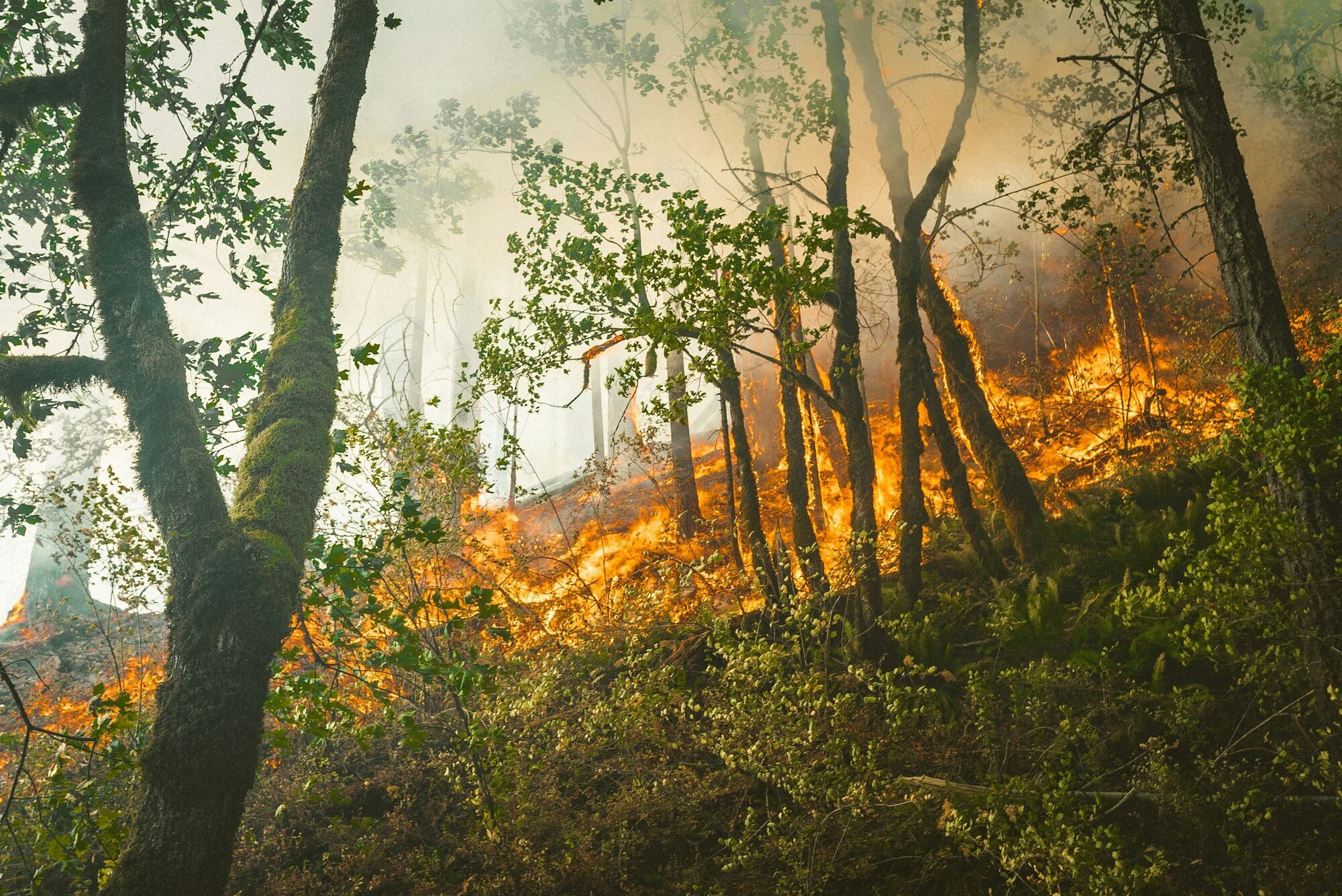 Wildfire burning through a wooded hillside