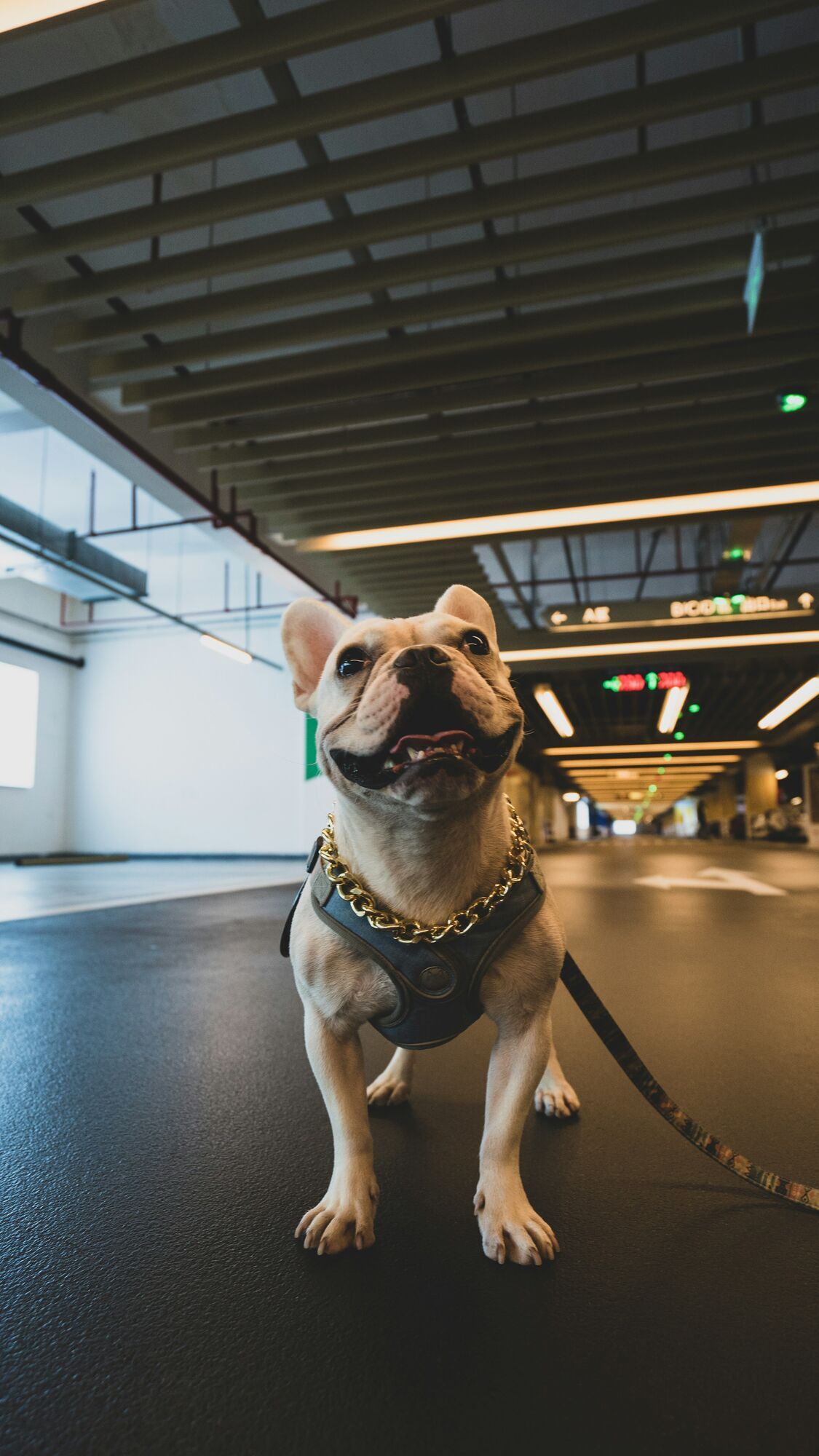 Dog waiting inside an airport terminal