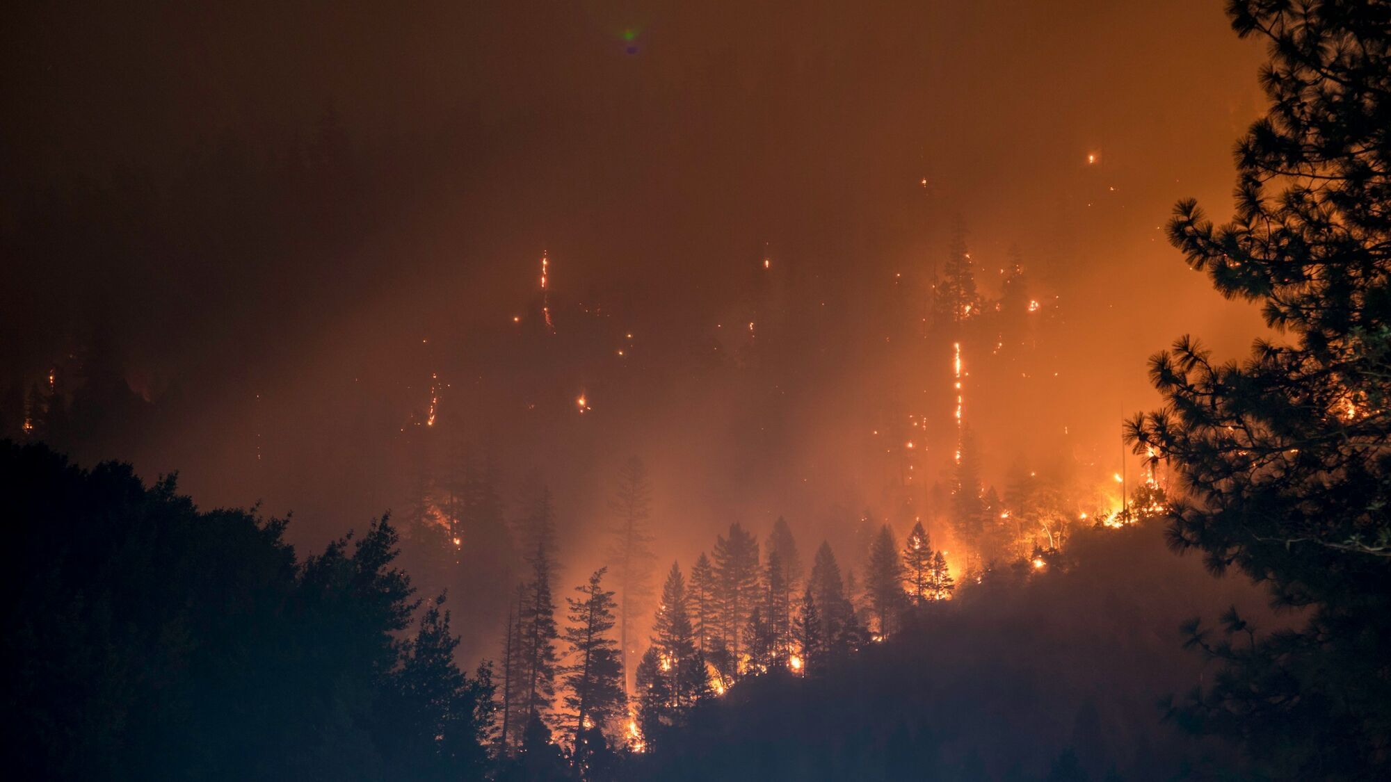 Wildfire burning through a forest at night