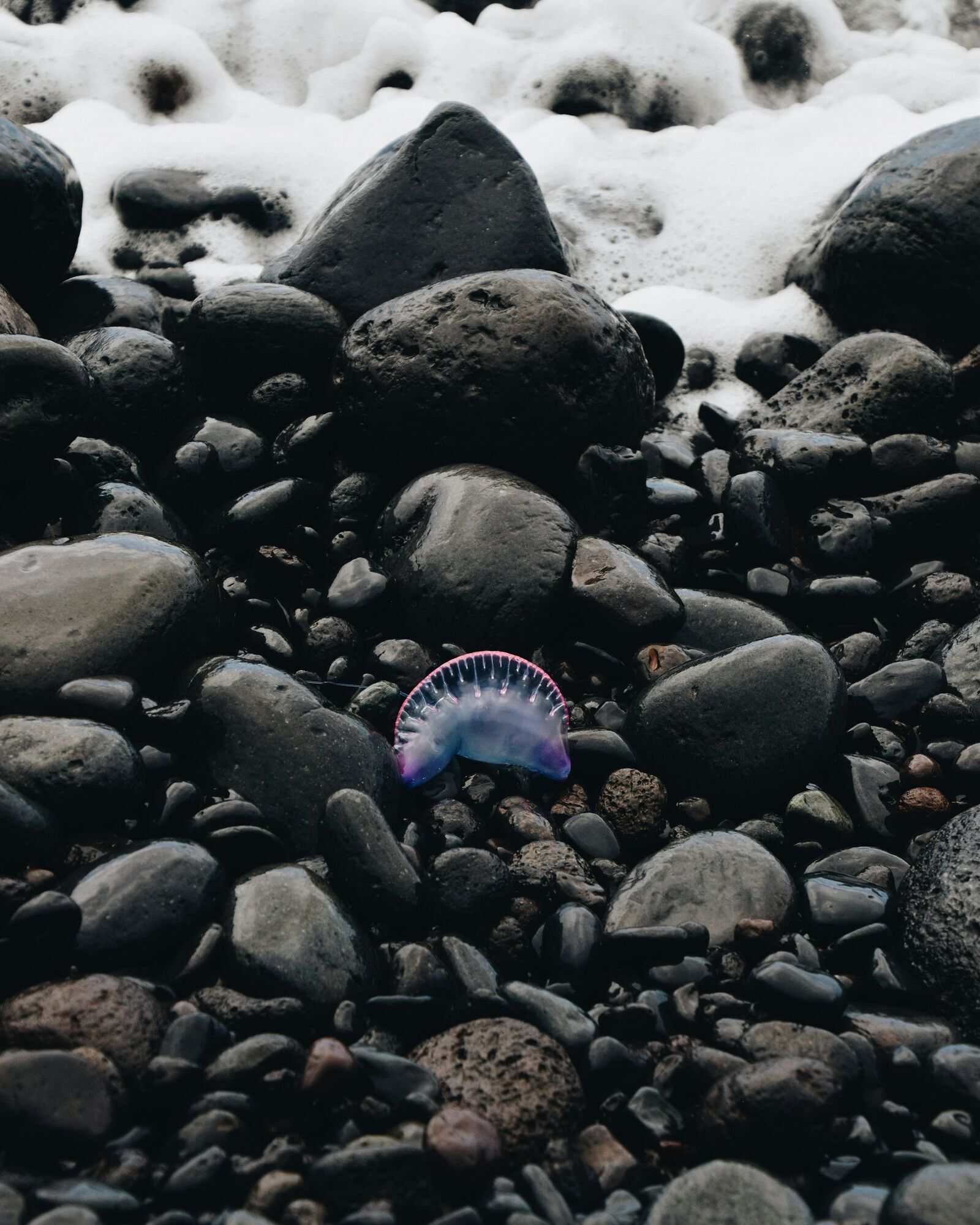 Portuguese man o’ war on rocky shore