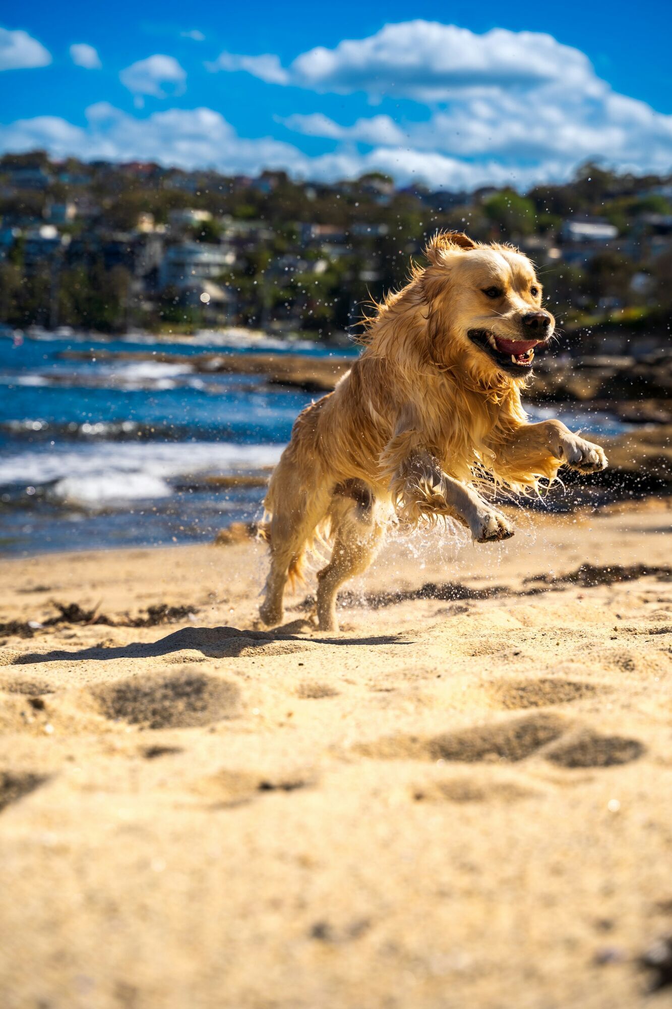 Golden retriever playing on a sandy beach