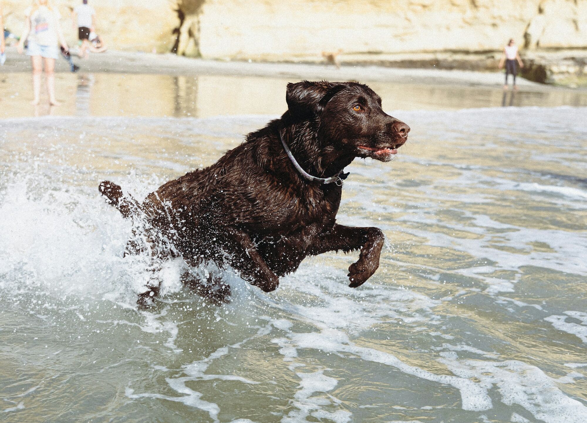 Dog running through waves at the beach