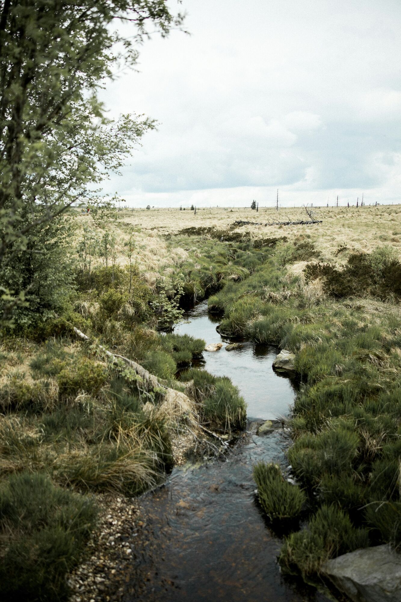 Stream running through the High Fens landscape