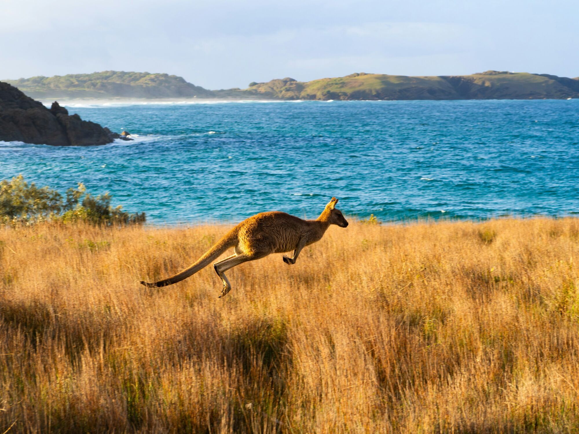 Kangaroo running beside the Australian coast