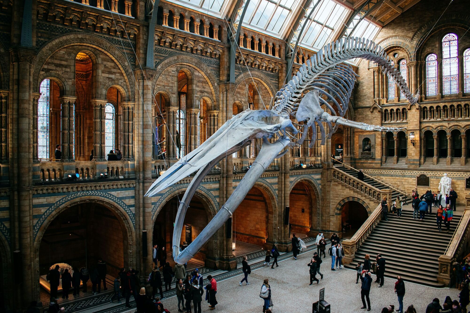 Blue whale skeleton inside London’s Natural History Museum