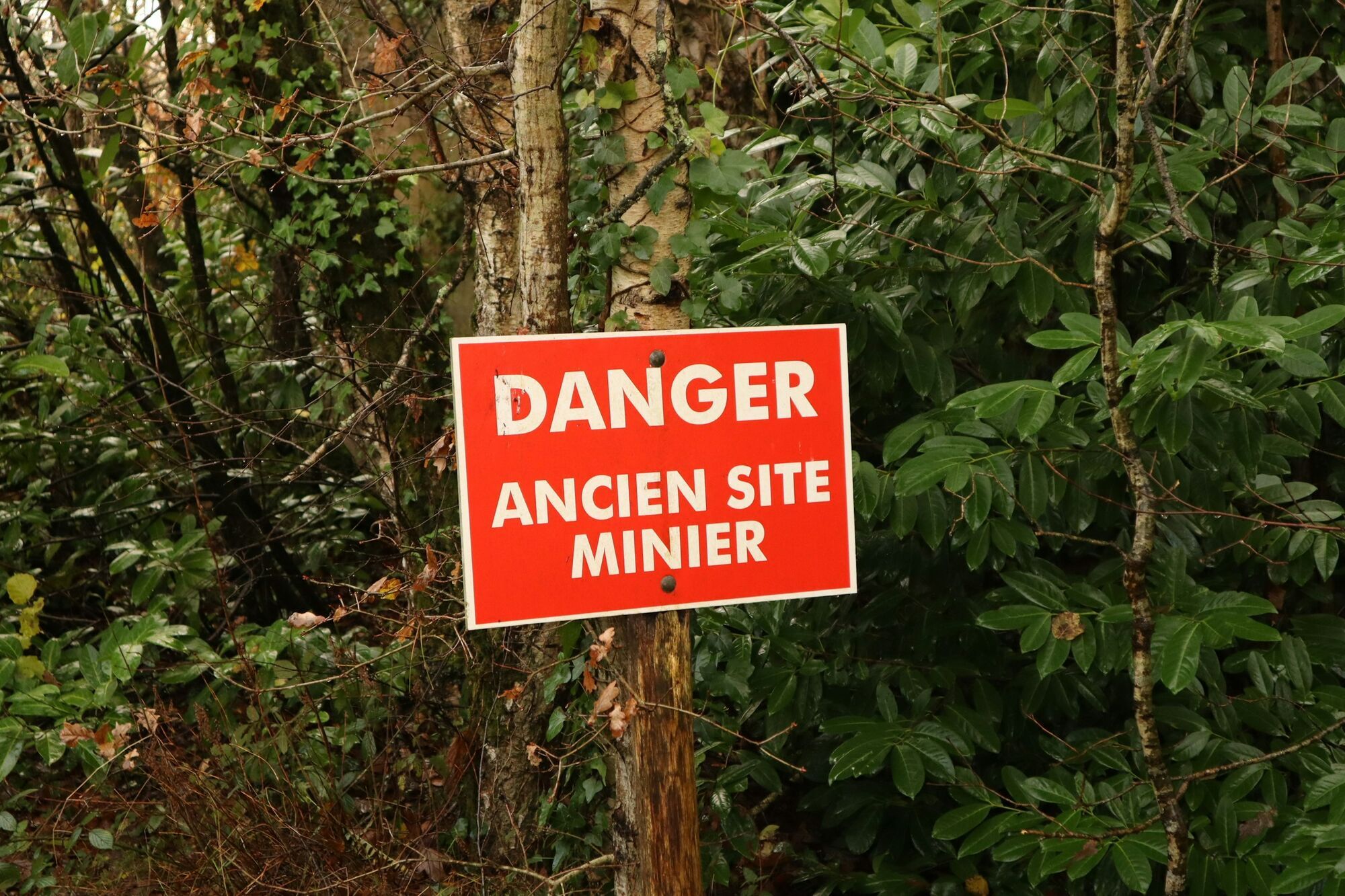 Danger warning sign in a wooded area