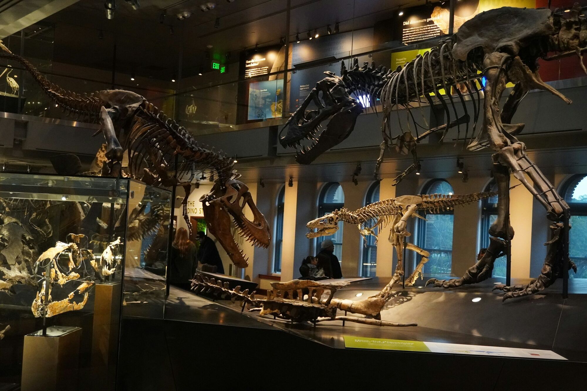 Dinosaur skeletons displayed inside a museum gallery
