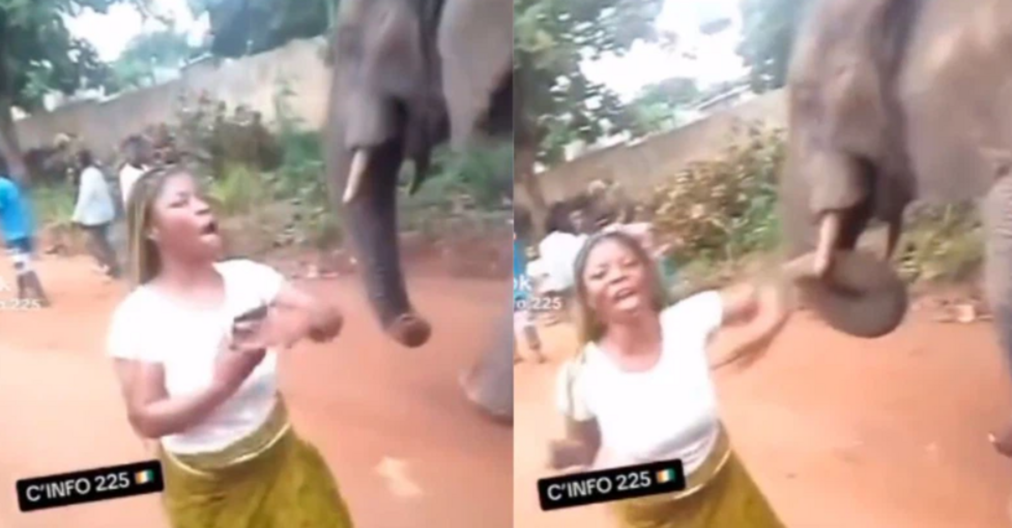 An elephant threw a talkative lady off a busy road. Video