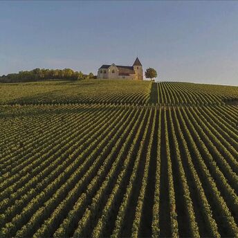 Treasure of France: 8 vineyards that tourists should definitely visit