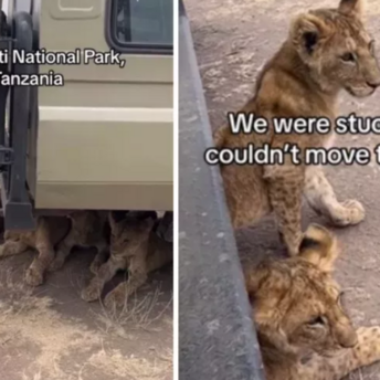 Lion cubs stopped a car with tourists