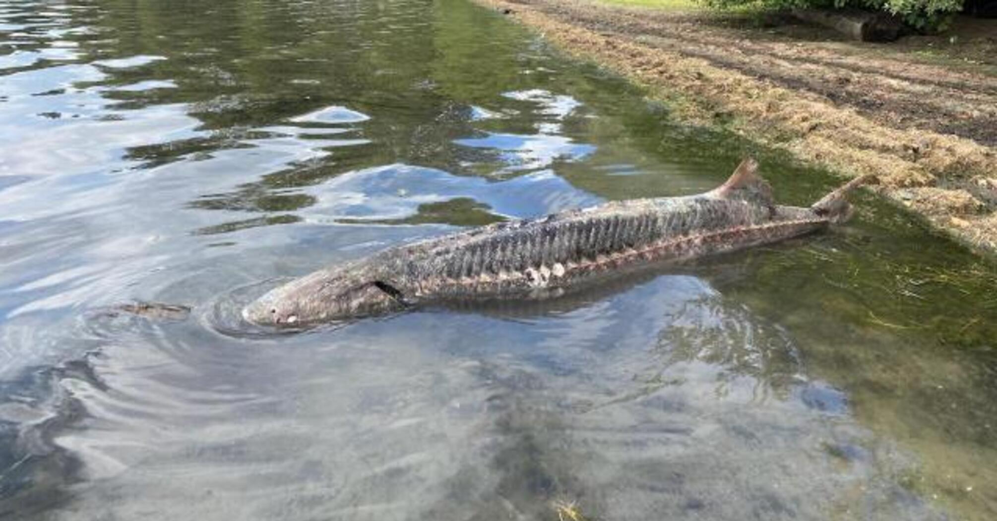 A giant white sturgeon over 8 feet long was discovered in a lake on the Washington coast. Photo