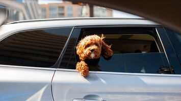 Experts have told how to properly transport a dog in a car: simple mistakes can end fatally