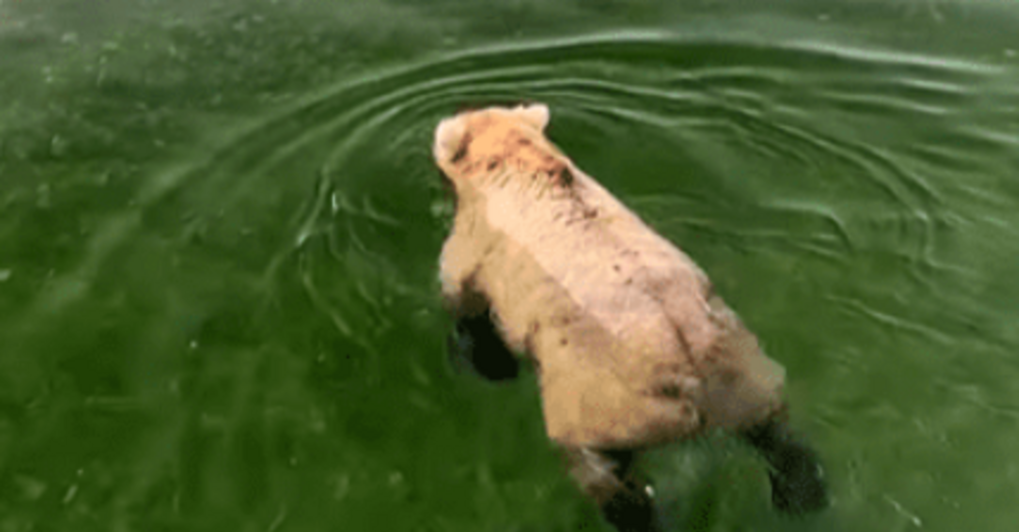 Tourist videotaped a grizzly bear snorkeling in the middle of a lake