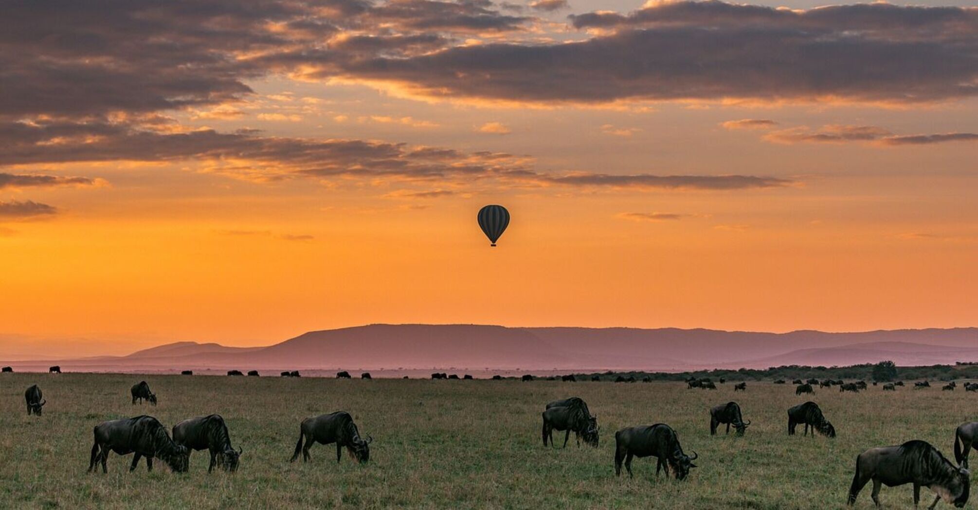 African safari on a budget: from Kenya to Botswana at a reasonable cost