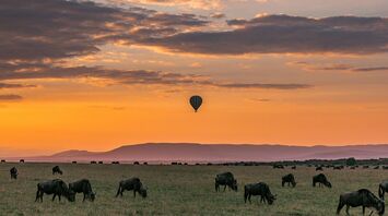 African safari on a budget: from Kenya to Botswana at a reasonable cost