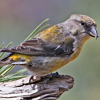 A record number of red crossbills were recorded in the Swiss Alps