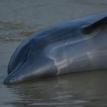 A massive dolphin plague has occurred in Brazil