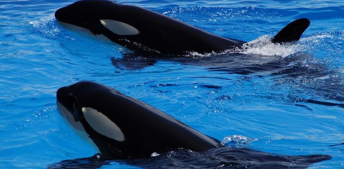 Orcas sank a Polish yacht - scientists see a desire for revenge in their behavior