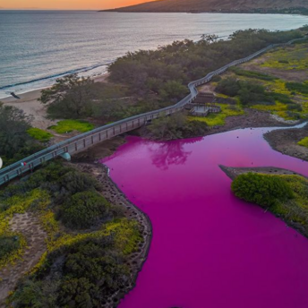 An unusual natural phenomenon: Hawaii pond turns pink for the first time in 70 years