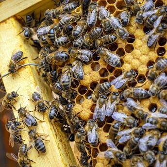 AI can save bees from extinction