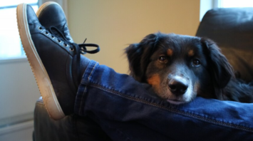 The rules for transporting animals by Flydubai: what pet lovers need to know