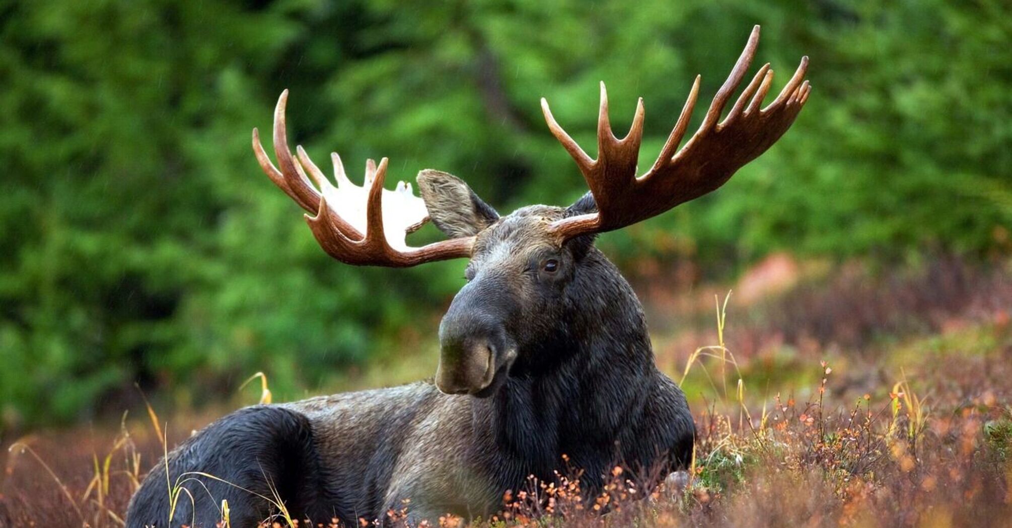 Two wild moose had a fight in the backyard of a house in Alaska. Video