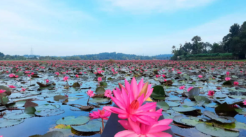 Rice fields that come to life with lilies