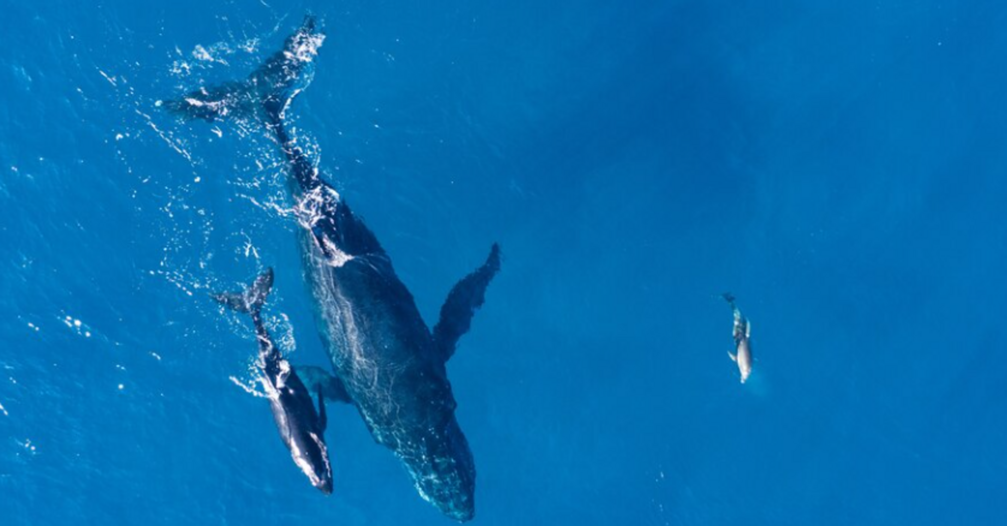 For the first time in the world: Dominica creates a sanctuary for sperm whales