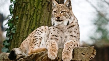 Eurasian lynx