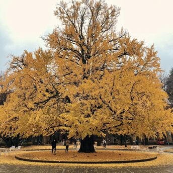 The unique 800-year-old ginkgo tree in South Korea amazes