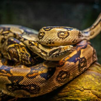 Obesity of domestic snakes: uneducated owners overfeed their pets