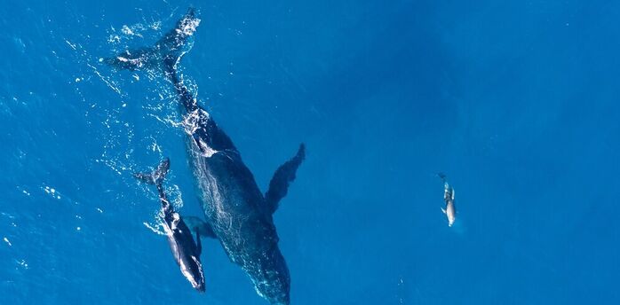 Blue whales