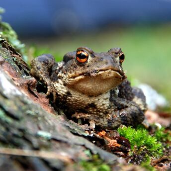 Spanish family brings back a frog from vacation in Thailand
