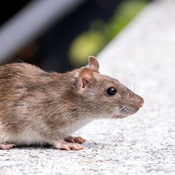 Rat detector in the New York subway: a new phone app breaks records