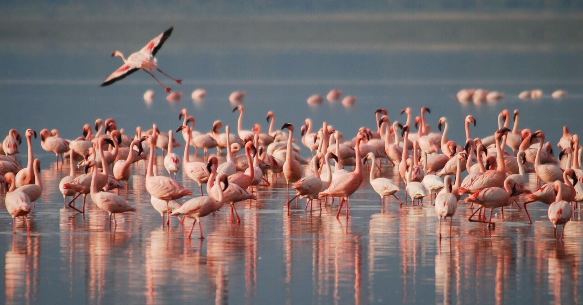 Pink flamingos stayed in Kazakhstan longer than usual. Video