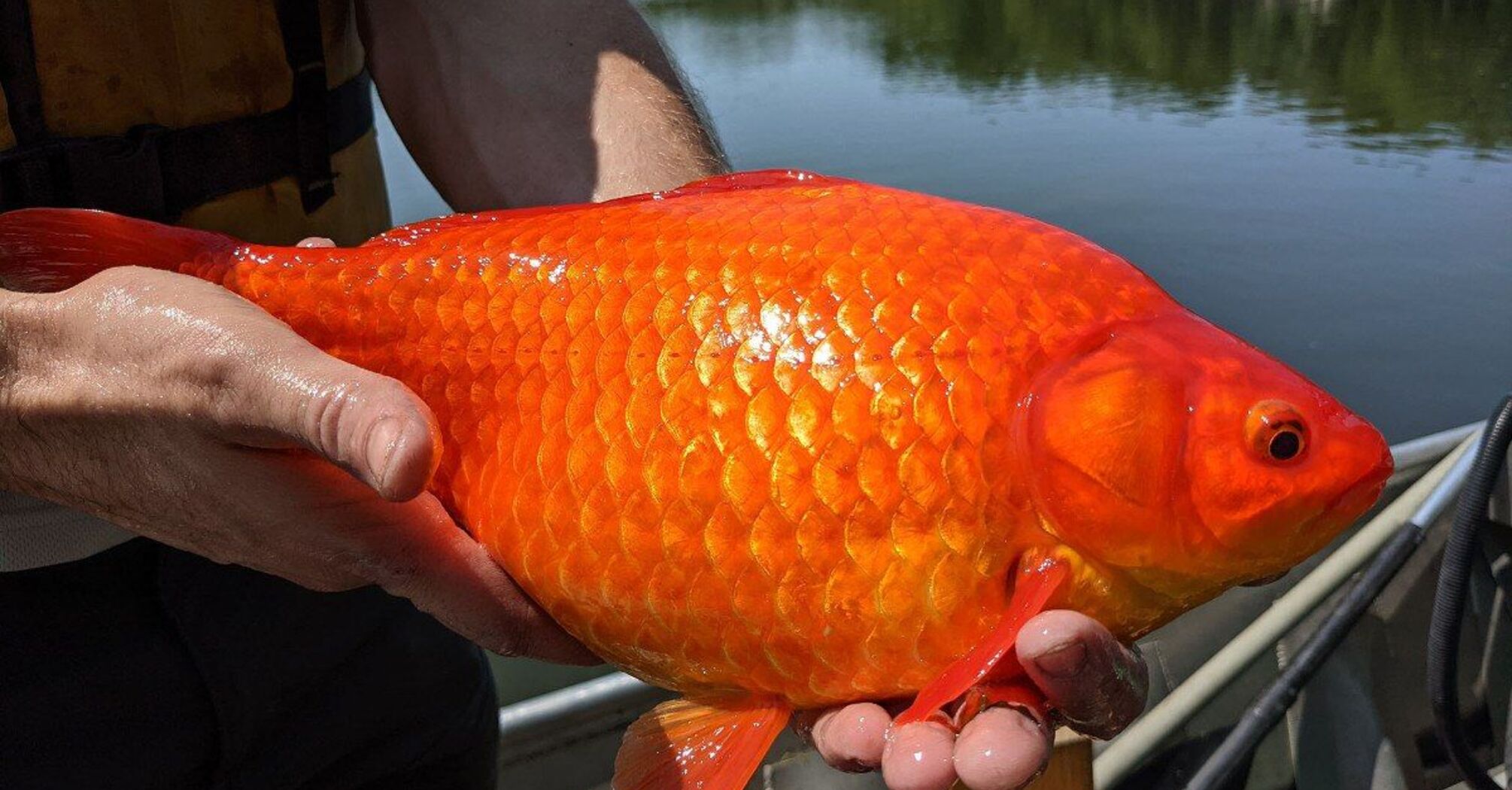 Ornamental aquarium fish have become a threat to large Canadian lakes